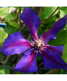 Clematis Mrs N. Thompson (large‑flowered) 4L container