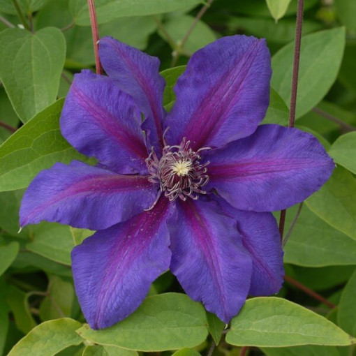 Clematis Mrs N. Thompson (large‑flowered) 4L container