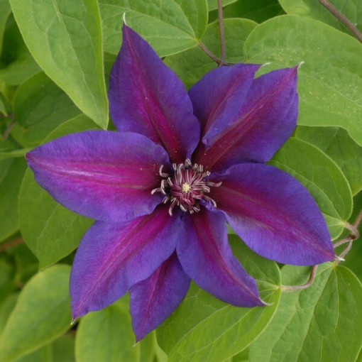 Clematis Mrs N. Thompson (large‑flowered) 4L container