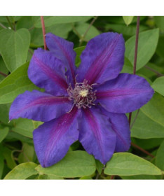 Clematis Mrs N. Thompson (large‑flowered) 2l container