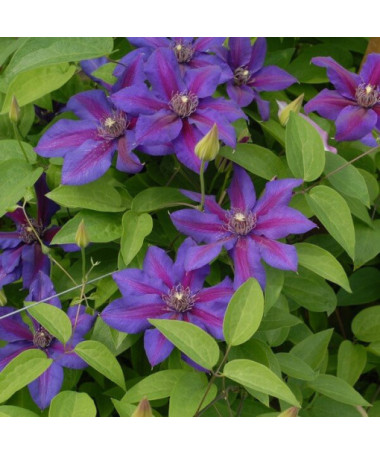 Clematis Mrs N. Thompson (large‑flowered) 2l container