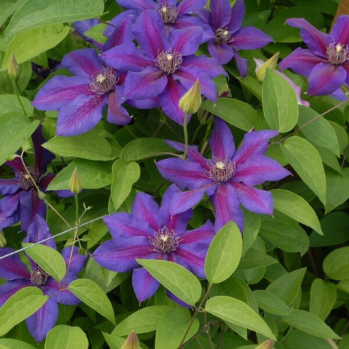 Clematis Mrs N. Thompson (large‑flowered) 2l container