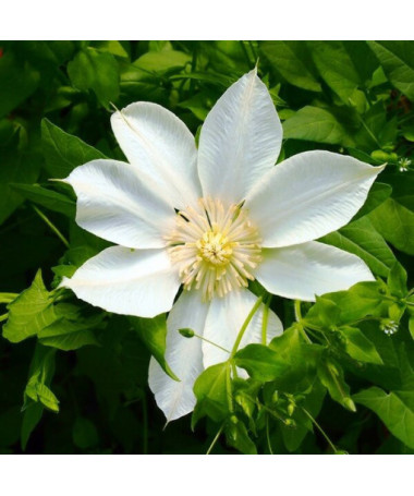 Clematis Moonlight (syn. Yellow Queen) 4L container