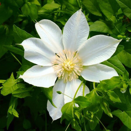 Clematis Moonlight (syn. Yellow Queen) 4L container