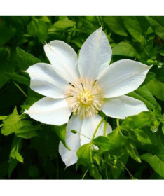Clematis Moonlight (syn. Yellow Queen) 4L container