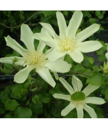 Clematis Moonlight (syn. Yellow Queen) 4L container