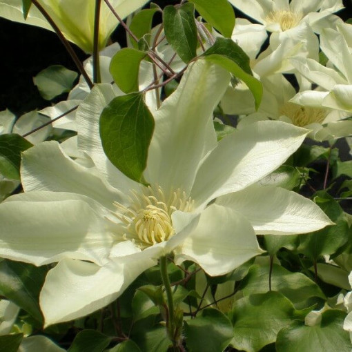 Clematis Moonlight (syn. Yellow Queen) 4L container