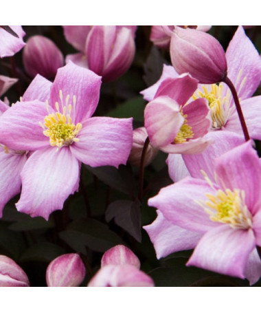 Clematis Montana Rubens (botanical) MOUNTAIN type, 2L container