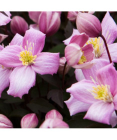 Clematis Montana Rubens (botanical) MOUNTAIN type, 2L container