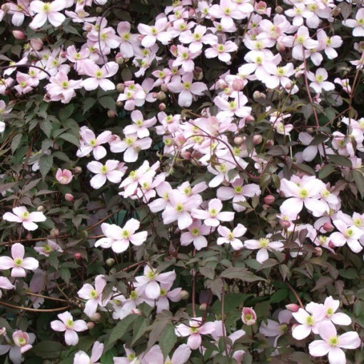 Clematis Montana Rubens (botanical) MOUNTAIN type, 2L container