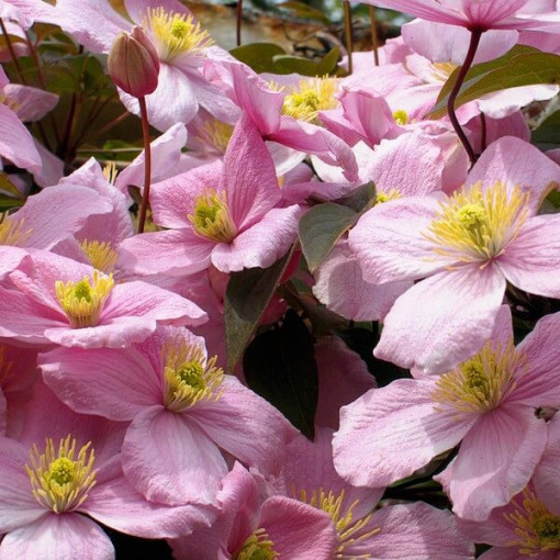 Clematis Montana Rubens (botanical) MOUNTAIN type, 2L container