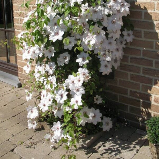 Clematis Miss Bateman  4L