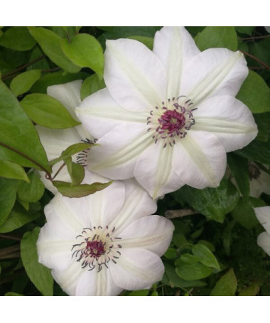 Clematis Miss Bateman   2L