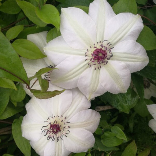Clematis Miss Bateman   2L