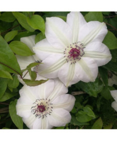 Clematis Miss Bateman   2L