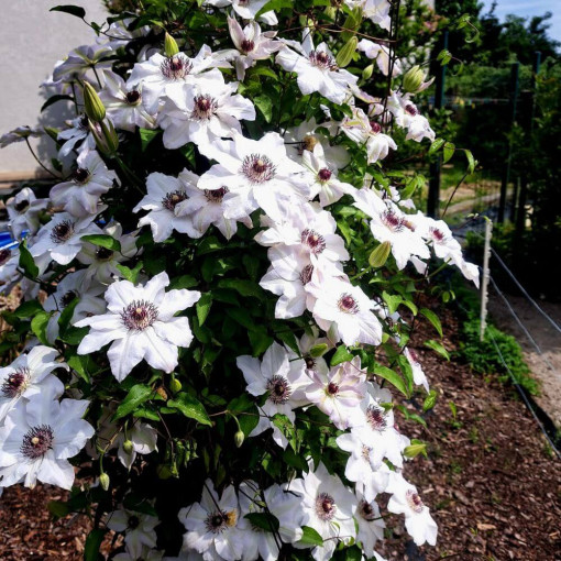 Clematis Miss Bateman   2L
