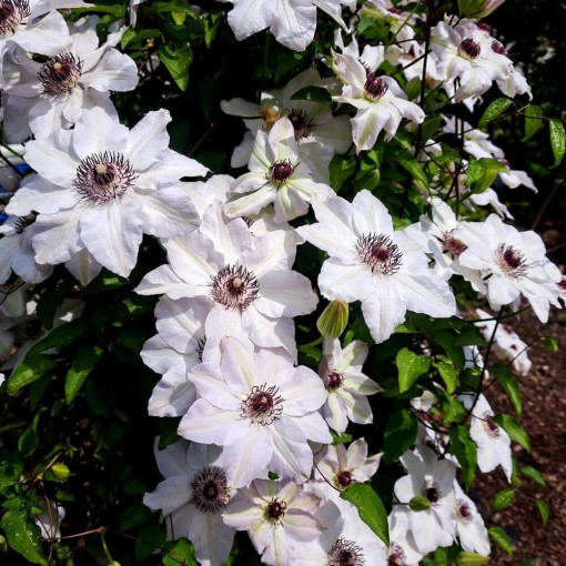 Clematis Miss Bateman   2L