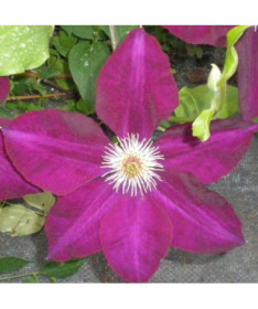 Clematis Mazowsze (large‑flowered)  4L