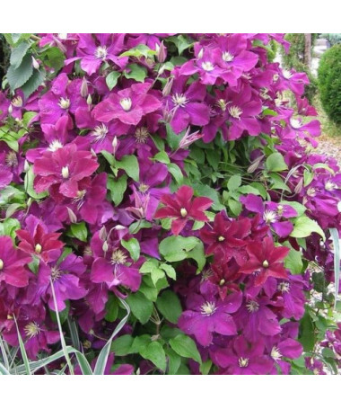Clematis Mazowsze (large‑flowered)  4L