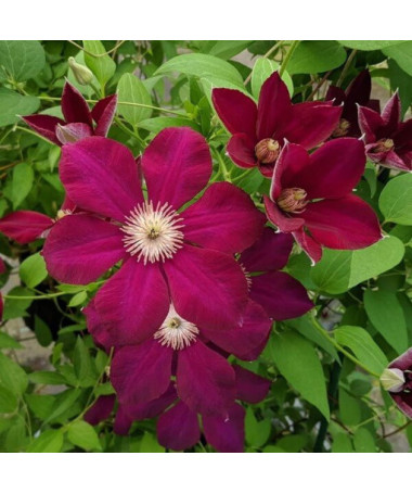 Clematis Mazowsze (large‑flowered)  2L