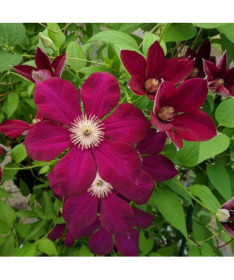 Clematis Mazowsze (large‑flowered)  2L