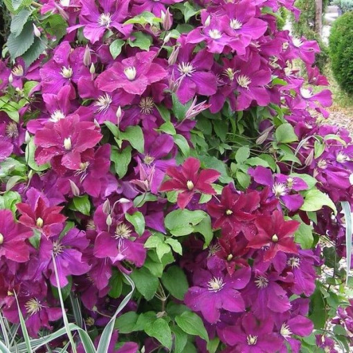 Clematis Mazowsze (large‑flowered)  2L
