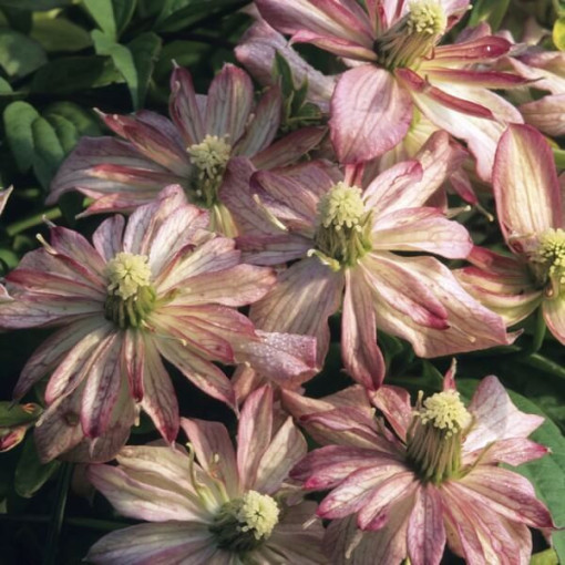 Clematis Montana Marjorie (Mountain type), 4L pot.