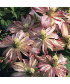 Clematis Montana Marjorie (Mountain type), 4L pot.