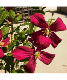 Clematis Madame Julia Correvon (viticella)  2L