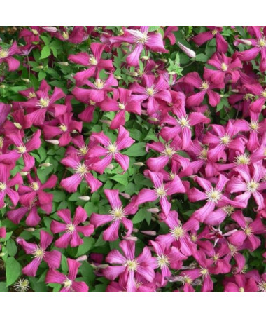 Clematis Madame Julia Correvon (viticella)  4L