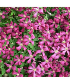 Clematis Madame Julia Correvon (viticella)  4L