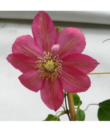Clematis (large‑flowered) ‘Little Mermaid'  4L