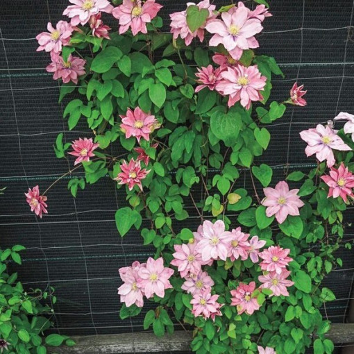 Clematis (large‑flowered) ‘Little Mermaid'  4L