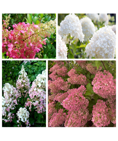 Set of 5 pcs - Panicle Hydrangeas in 2L pots