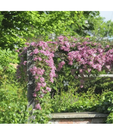 Clematis Montana Marjorie (Mountain type), 4L pot.