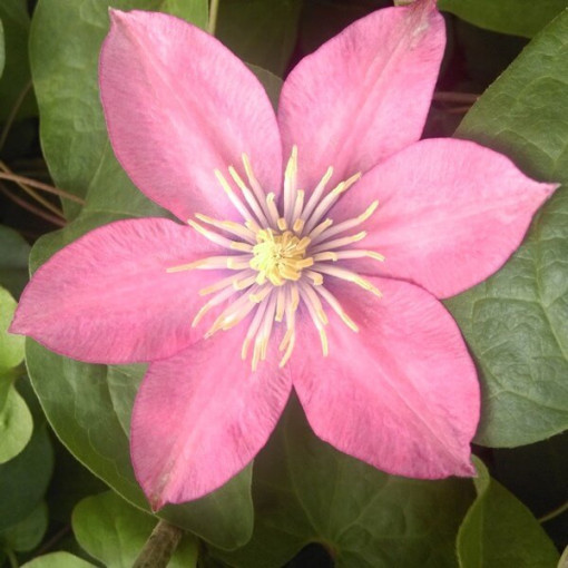 Clematis (large‑flowered) ‘Little Mermaid'  4L