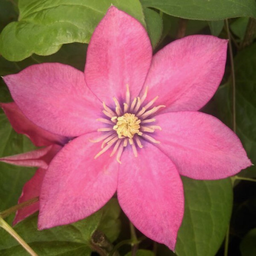 Clematis (large‑flowered) ‘Little Mermaid'  4L