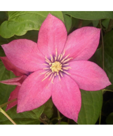 Clematis (large‑flowered) ‘Little Mermaid'  2L