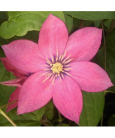 Clematis (large‑flowered) ‘Little Mermaid'  2L