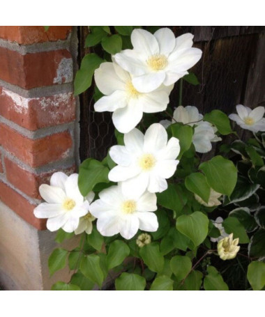Clematis Lemon Chiffon (large‑flowered)  4L