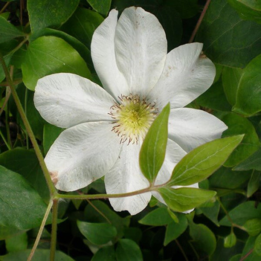 Clematis Lemon Chiffon (large‑flowered)  4L