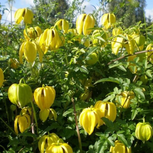 Botanical Clematis 'Bill Mackenzie', 4L pot.
