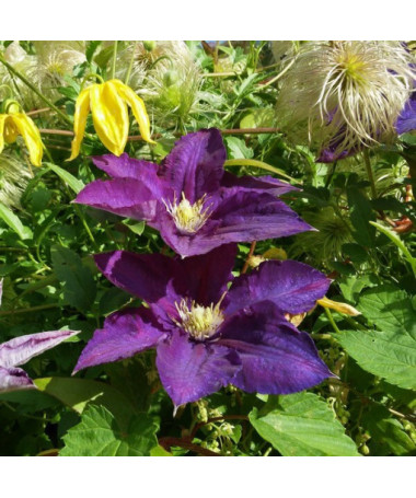 Clematis Lady Betty Balfour (large‑flowered)  2L