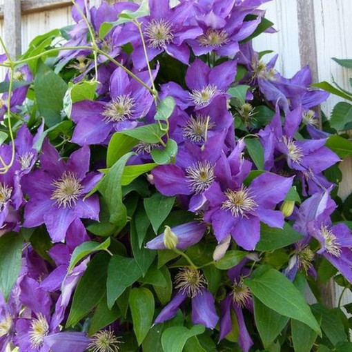 Clematis Lady Betty Balfour (large‑flowered)  2L