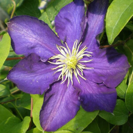 Clematis Lady Betty Balfour (large‑flowered)  2L