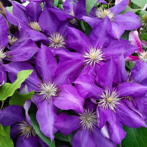 Clematis Lady Betty Balfour (large‑flowered)  4L