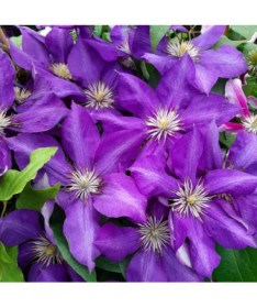 Clematis Lady Betty Balfour (large‑flowered)  4L