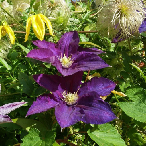 Clematis Lady Betty Balfour (large‑flowered)  4L