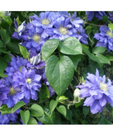 Clematis Kiri Te Kanawa (large‑flowered) DOUBLE  4L