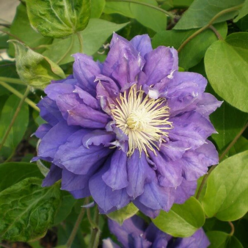 Clematis Kiri Te Kanawa (large‑flowered) DOUBLE  4L